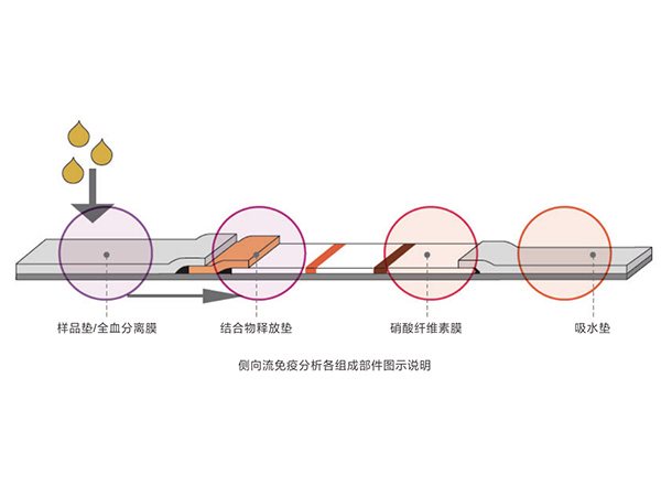 测向流免疫分析概述